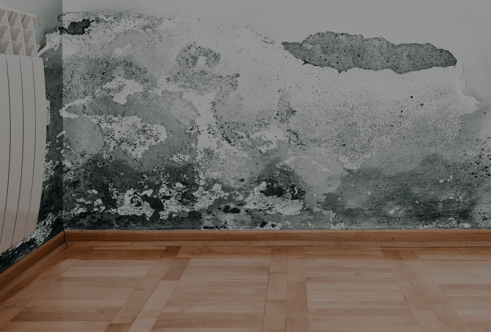 Mold growth spreading across an interior wall above hardwood flooring